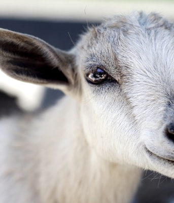 Geit-goat-q-koorts-2