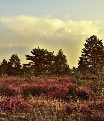 Heide natuur