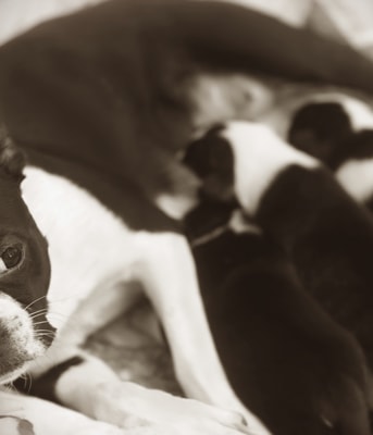 Moeder Met Puppies Istockphoto Com  Crisserbug