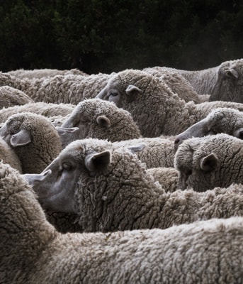 onverdoofd slachten onverdoofde slacht halal kosher koosjer kosjer ritueel slachten pvdd partij voor de dieren partij van de dieren dierenpartij thieme