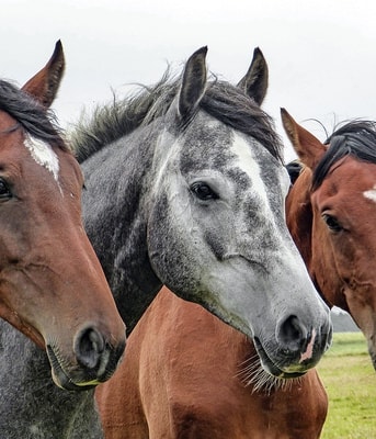 Paarden