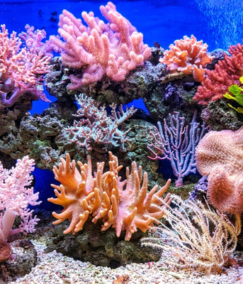 ecocide koraal oceaan zee caribisch bonaire