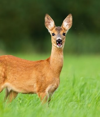 Ree