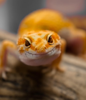 Reptiel reptielenbeurs exotenbeurs wildmarkt pvdd partij voor de dieren gecko