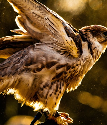 Roofvogel