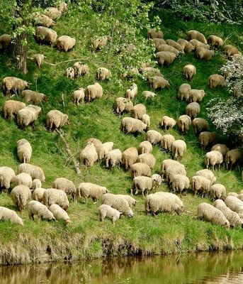 Sheep g56311dd99 1920