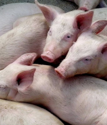 Varkens