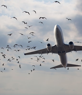 Vliegtuig Vogels