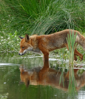 Vos Water