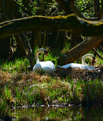 Zwanen Nest Nature 3318040