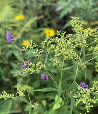 Bloemen