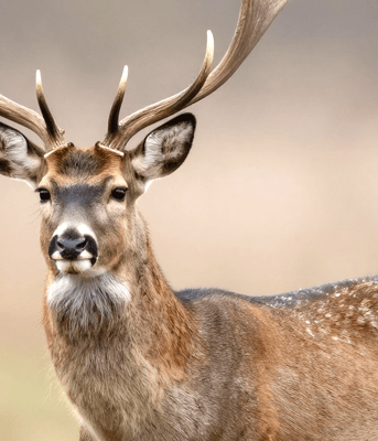 Damherten waterleidingduinen
