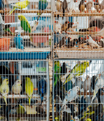 Dierenwinkel