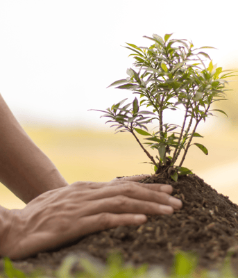 Plantaardige landbouw