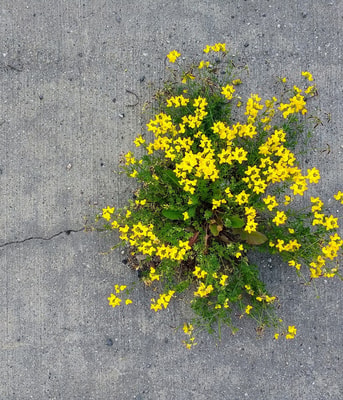 Bloem plant in beton asfalt Pixabay