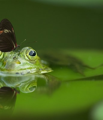 Kikker Pixabay