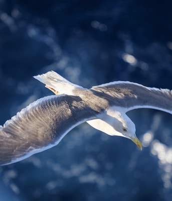 Seagull 3491309 1280