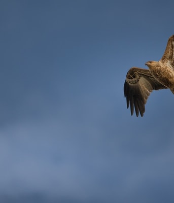 Whistling kite 7340817 1280