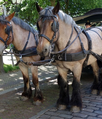 Horses 800298 Pixabay Paarden Wagen Lastdier web