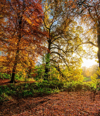 Autumn leaves 2963220 1280
