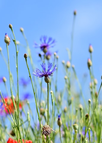 Wilde bloemen