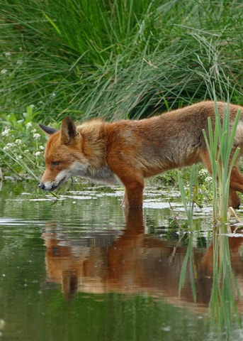 Vos Water