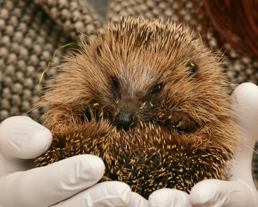 Hedgehog 2074143 1920