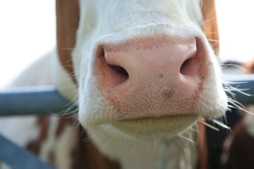 Koe close up