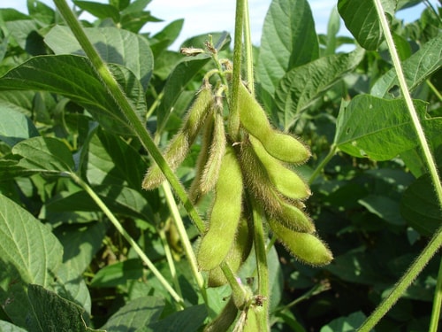 Sojaboonplant