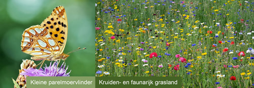 Kleine parelmoervlinder