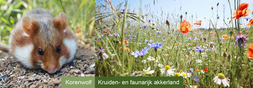 Korenwolf