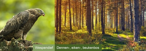 Wespendief