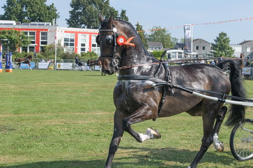 20230916 tuigpaarden hoogland 039