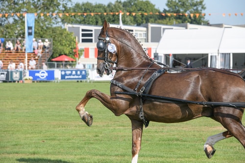 20230916 tuigpaarden hoogland 050