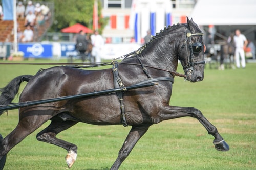 20230916 tuigpaarden hoogland 263