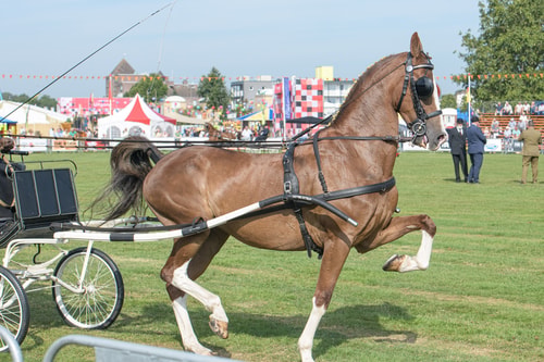 Dit paard heeft last van het gebruik van opzetteugel, staartbeugel en (trekken aan) het bit. Het paard loopt met een holle rug, een houding die erg belastend is. De open gesperde mond laat zien dat het last heeft van het bit.