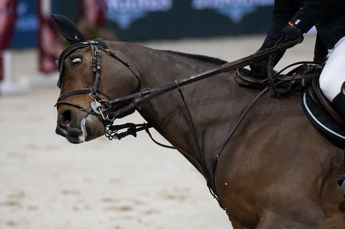 Paardensport