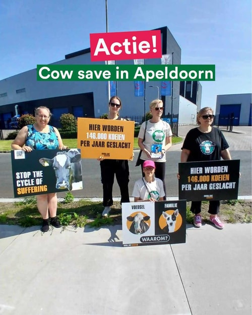 Cow save juni 2025 foto 1