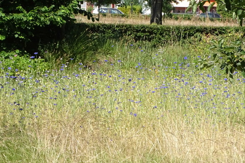 Westenenkerpark
