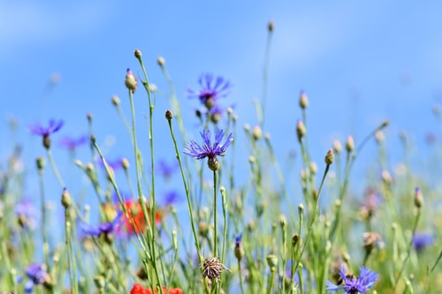 Wilde bloemen