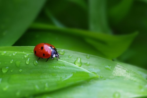 Lieveheersbeestje op blad