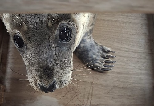 Zeehond Menno