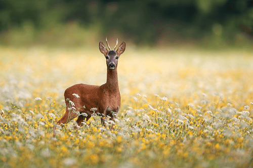 Ree in veld