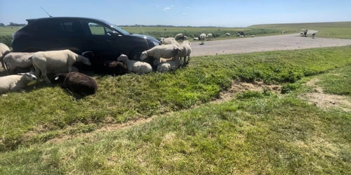 Schapen