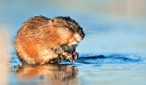 Muskusrat1