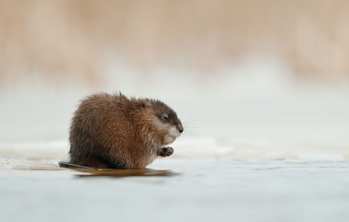 Muskusrat2