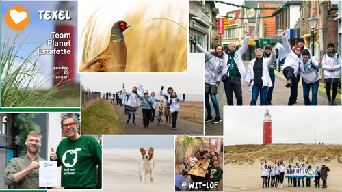 Collage Texel