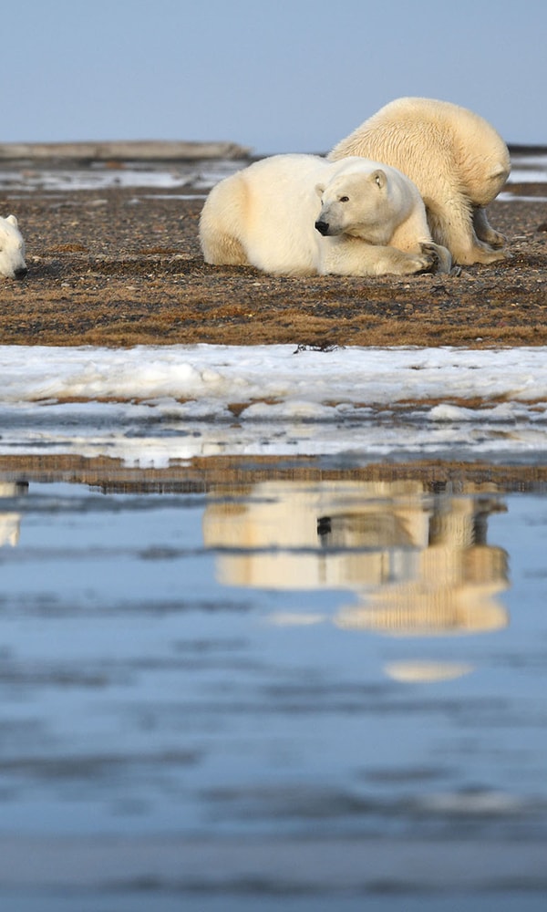 Adobe Stock 335454270 Alaska white polar bear from arctic web