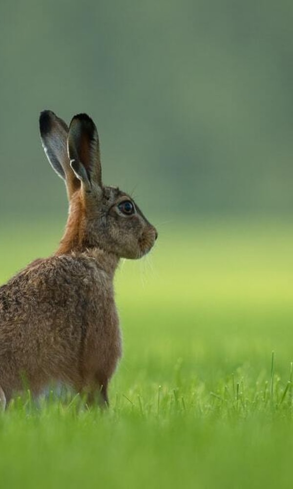 Hare II