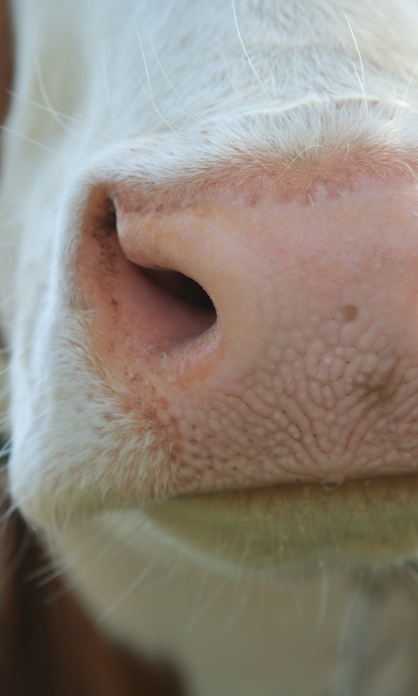 Koe close up